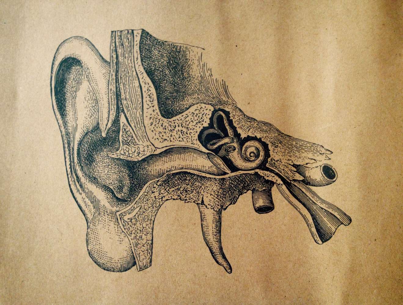 Hand drawn image of ear and ear canal